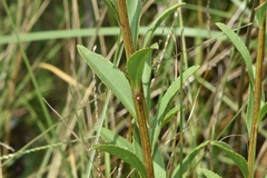 Solidago speciosa rigidiuscula