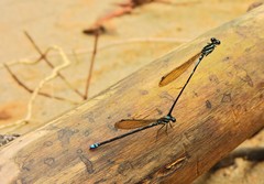 Acanthagrion floridense