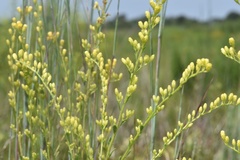 Solidago speciosa rigidiuscula