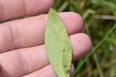 Solidago speciosa rigidiuscula