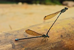 Acanthagrion floridense