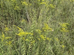 Solidago speciosa rigidiuscula