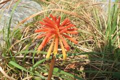 Kniphofia coddiana