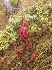 Koenigia tripterocarpa