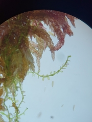 Odontoschisma fluitans