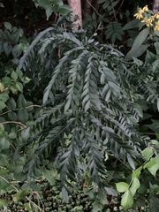 Gleditsia triacanthos inermis