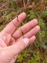 Carex globularis