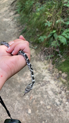 Pantherophis spiloides