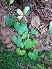Viola epipsiloides