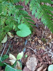 Viola epipsiloides