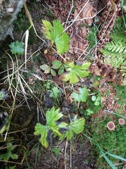 Aconitum umbrosum