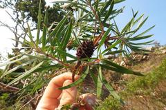 Leucadendron pondoense