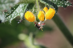Colletinae