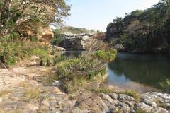 Leucadendron pondoense
