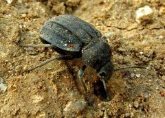 Somaticus