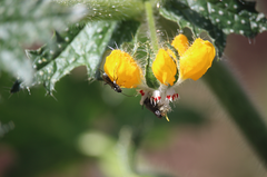 Colletinae