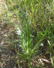 Lichtensteinia lacera