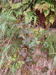Aconitum umbrosum
