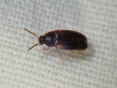 Hallomenus scapularis