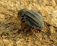 Somaticus
