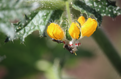 Colletinae