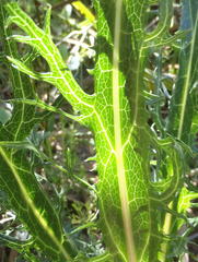 Lichtensteinia lacera
