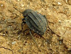 Somaticus
