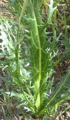 Lichtensteinia lacera