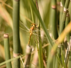 Sympetrum danae