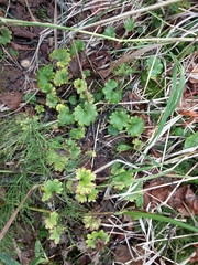 Micranthes nelsoniana