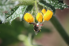 Colletinae
