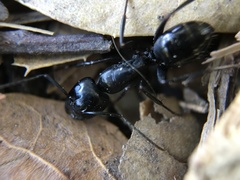 Camponotus laevigatus