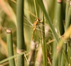 Sympetrum danae