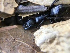 Camponotus laevigatus