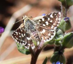 Spialia