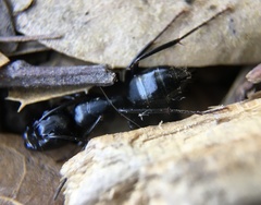 Camponotus laevigatus