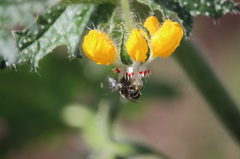 Colletinae