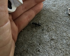Camponotus laevigatus