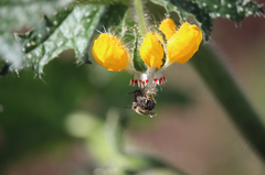 Colletinae