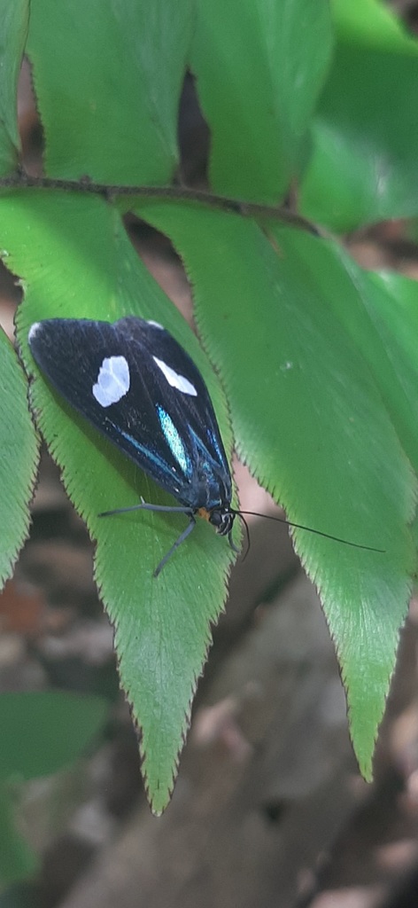 Erbessa cassandra