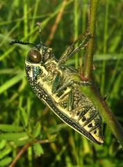 Amblysterna natalensis