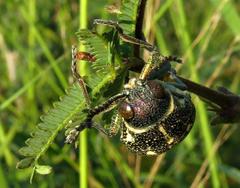 Amblysterna natalensis