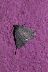 Idia diminuendis