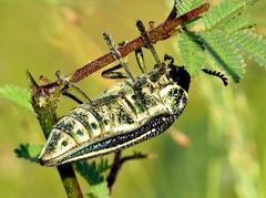 Amblysterna natalensis