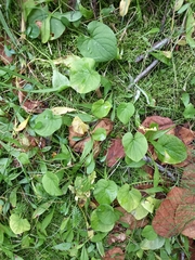 Viola epipsiloides