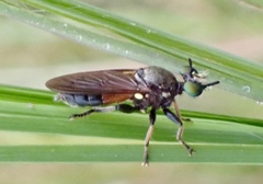 Lampria rubriventris