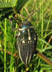 Amblysterna natalensis