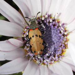 Hycleus transvaalicus