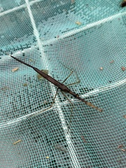 Ranatra quadridentata