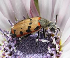 Hycleus transvaalicus